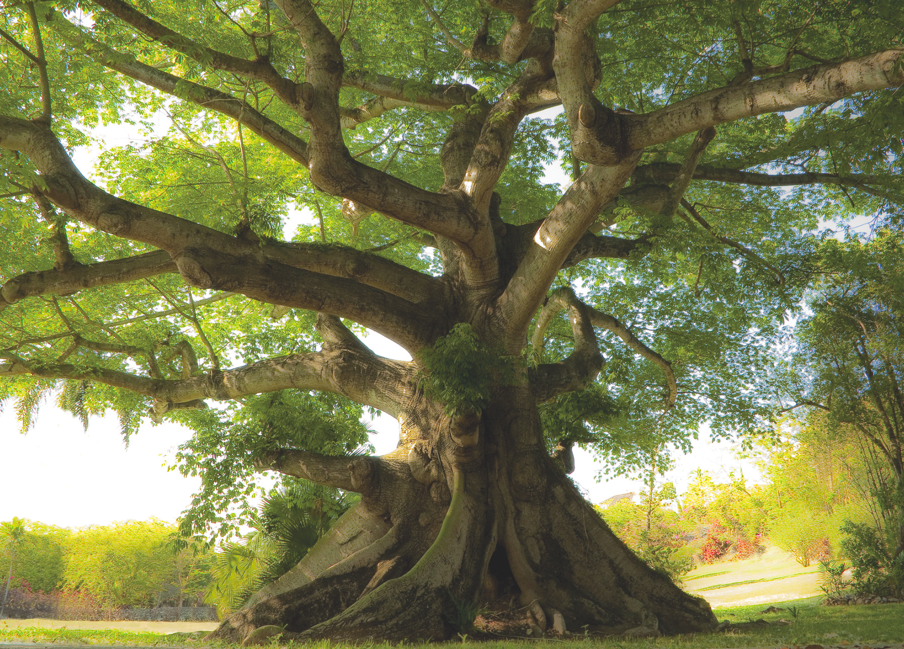 funeral-jills-tree | Wellspring Passages