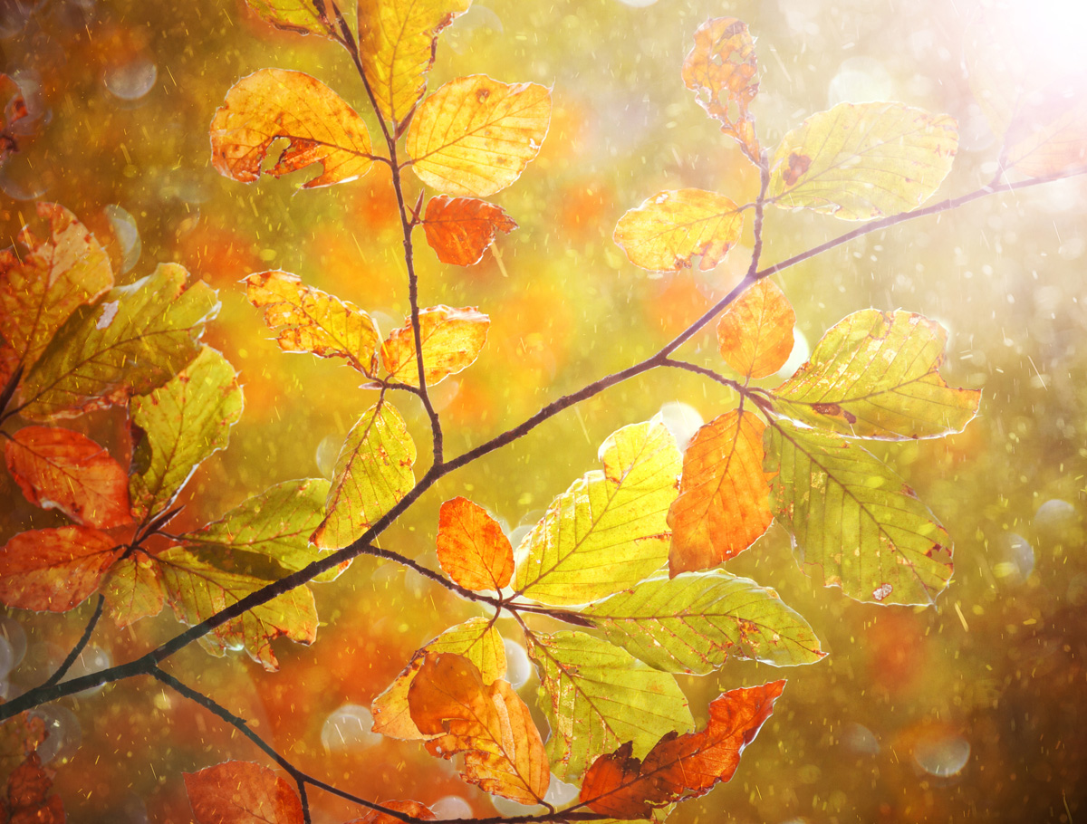 Colorful rainy and sunny autumn season beech tree branch with colorful autumn leaves. Beautiful rainy and sunny autumn season leaves background. Selective focus used.