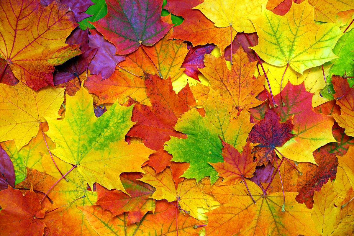 background with autumn colorful leaves