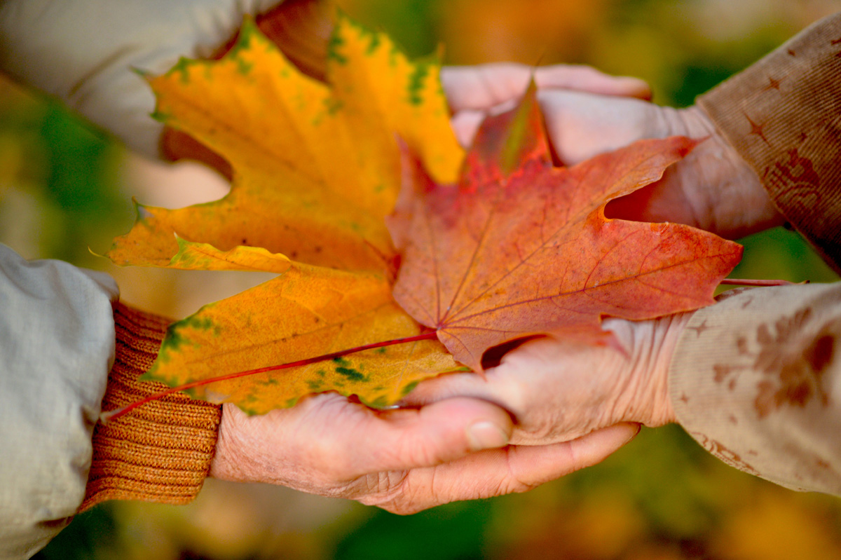 Couple of hands together with leaves close up