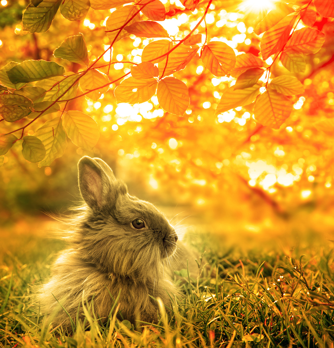 autumnal rabbit. Beautiful Art Design  background